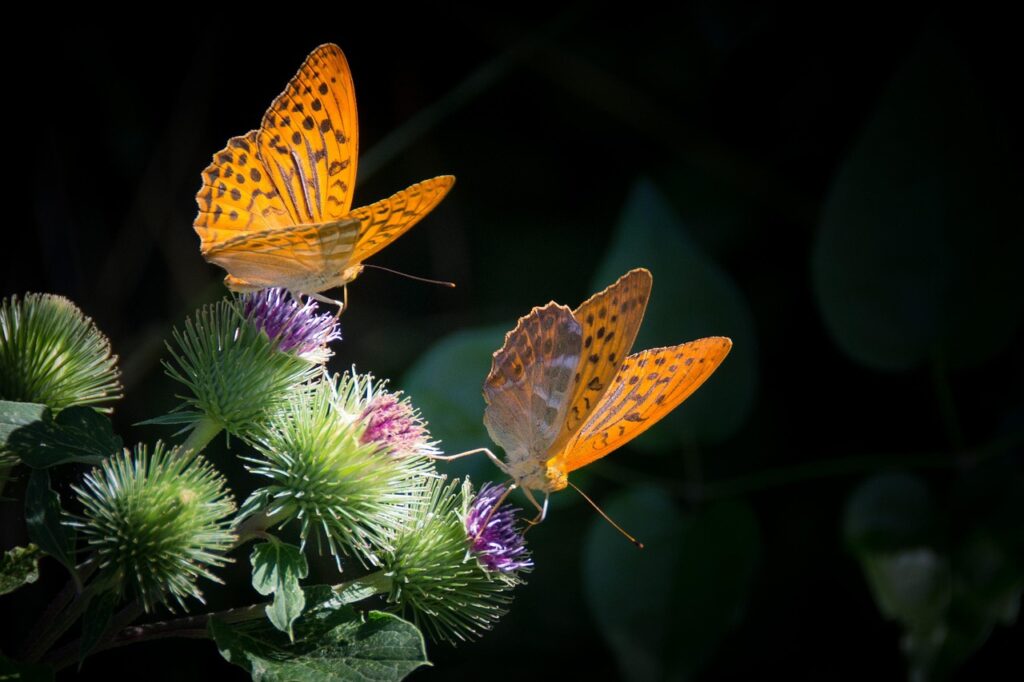 Creating Safe Routes for Bees and Butterflies in Urban Areas