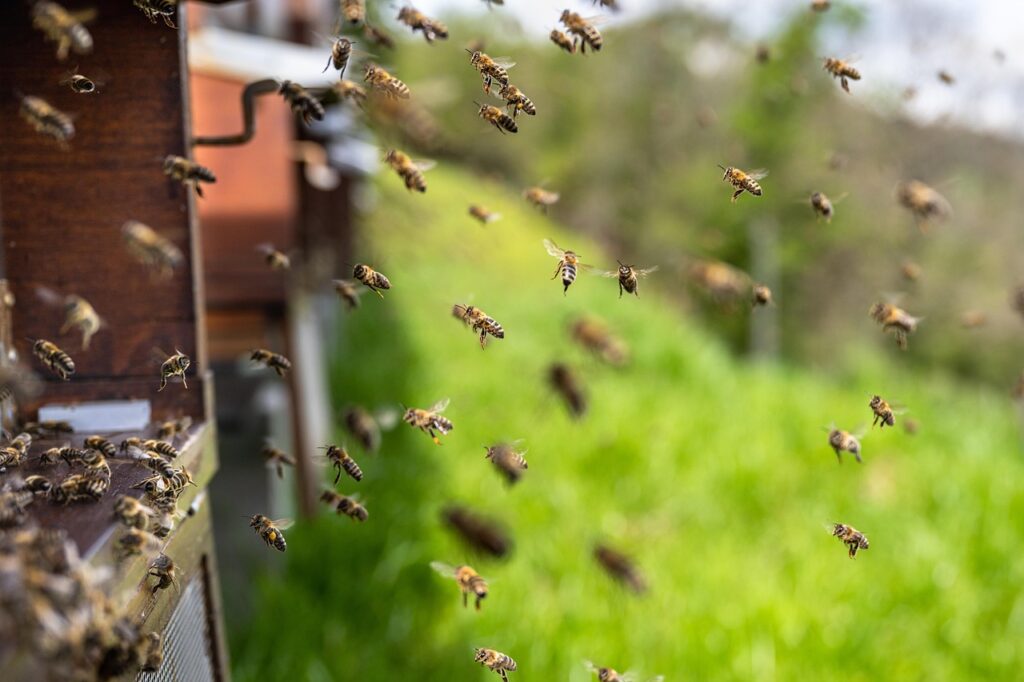 Creating Safe Routes for Bees and Butterflies in Urban Areas