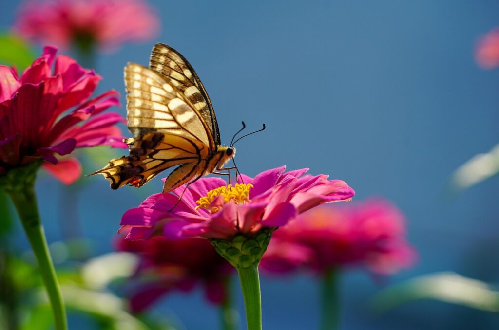 Creating Safe Routes for Bees and Butterflies in Urban Areas