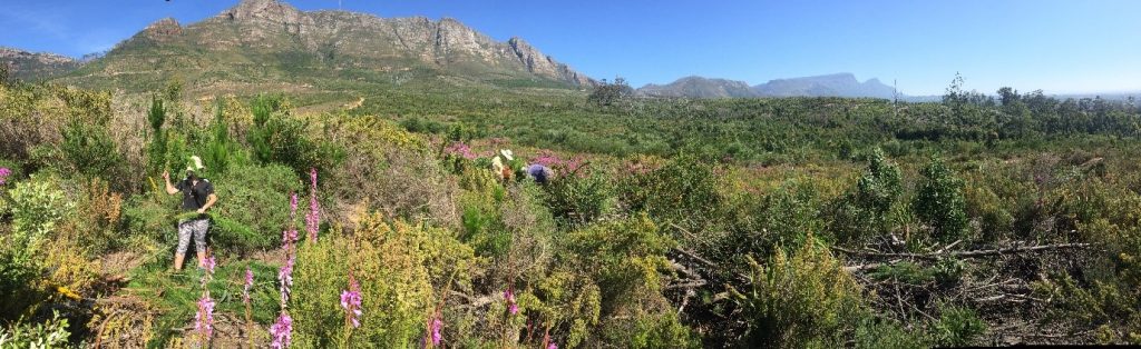 Tokai Park’s Comeback From Pine Trees to Biodiverse Fynbos 1