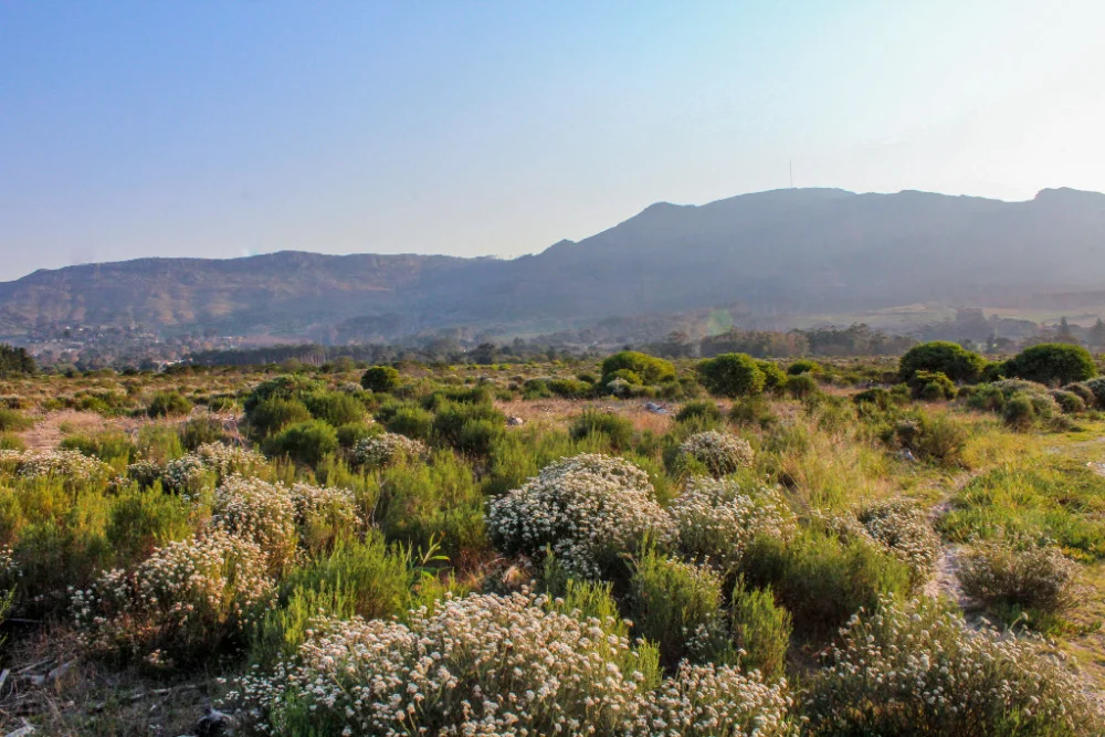 Tokai Park’s Comeback From Pine Trees to Biodiverse Fynbos 1