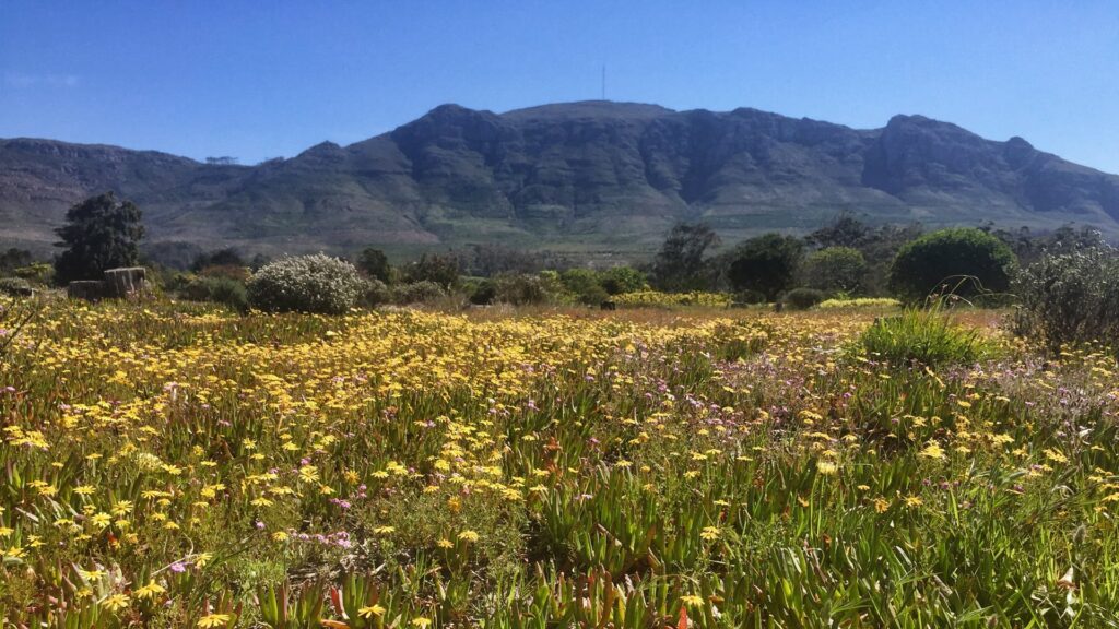 Tokai Park’s Comeback From Pine Trees to Biodiverse Fynbos 1