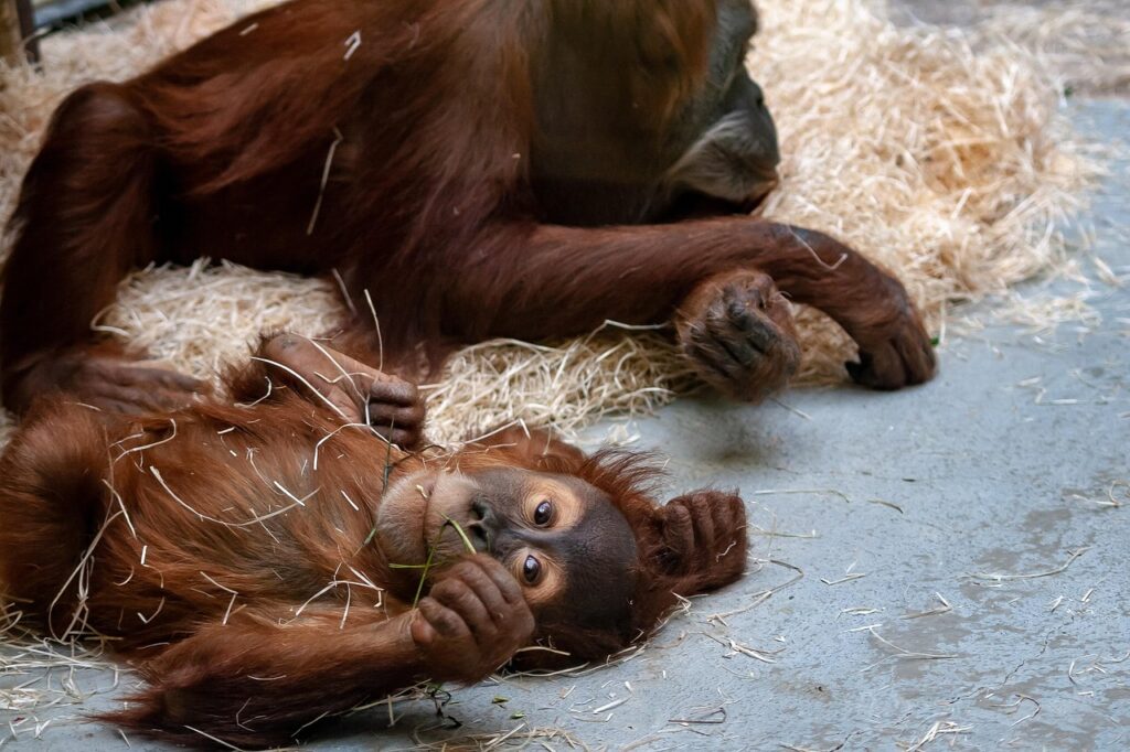 Climate Control Systems for Indoor Animal Exhibits