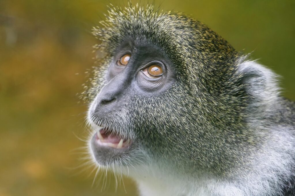 Climate Control Systems for Indoor Animal Exhibits