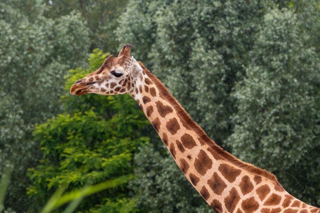 Energy efficient operations in modern zoo facilities 