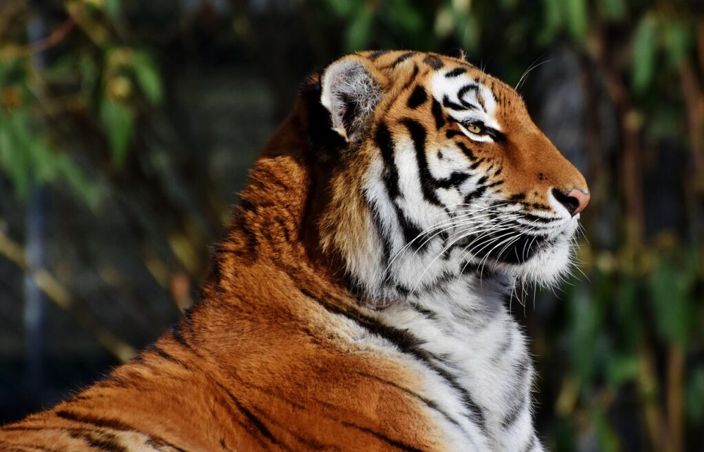 Energy efficient operations in modern zoo facilities 