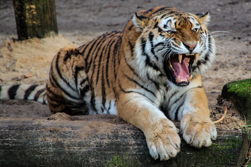 Maintenance Challenges in Outdoor Zoo Environments 