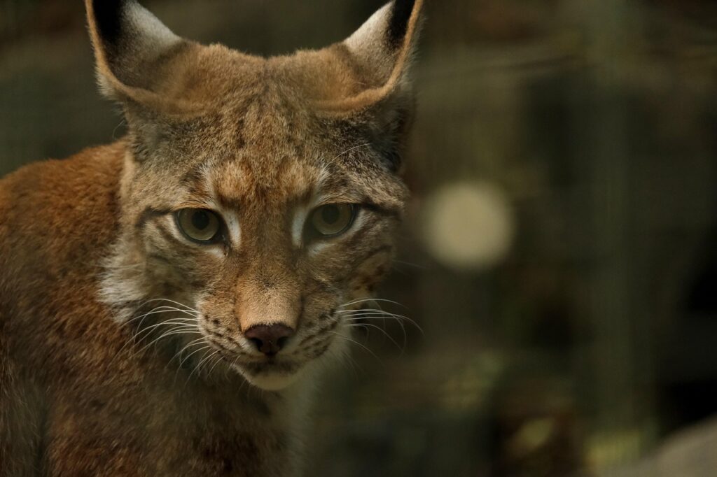 Maintenance Challenges in Outdoor Zoo Environments 