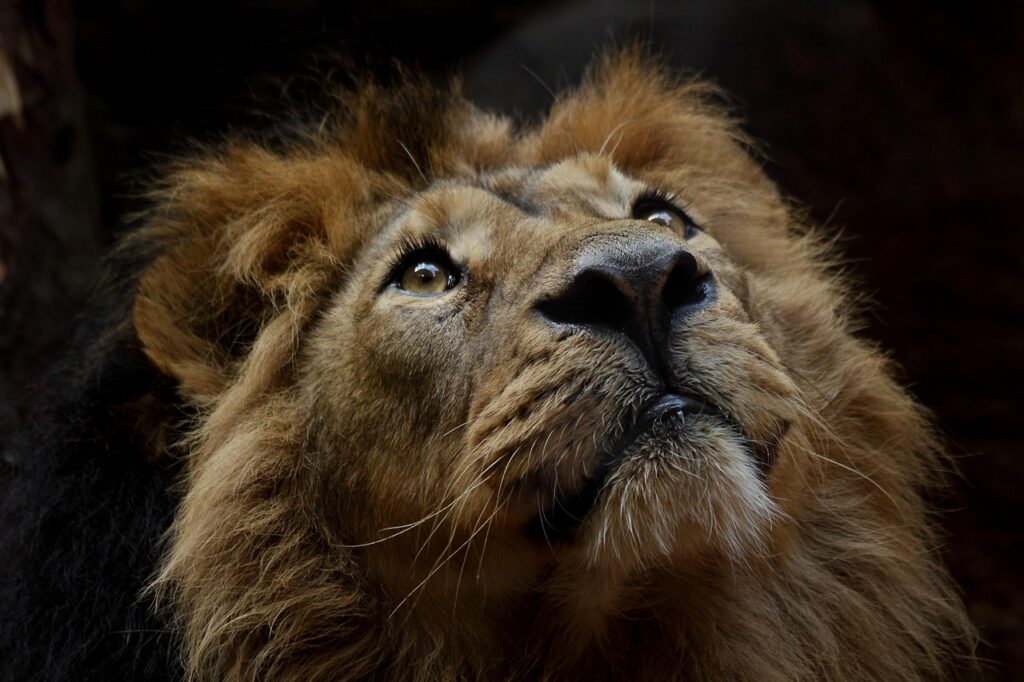 Maintenance Challenges in Outdoor Zoo Environments 