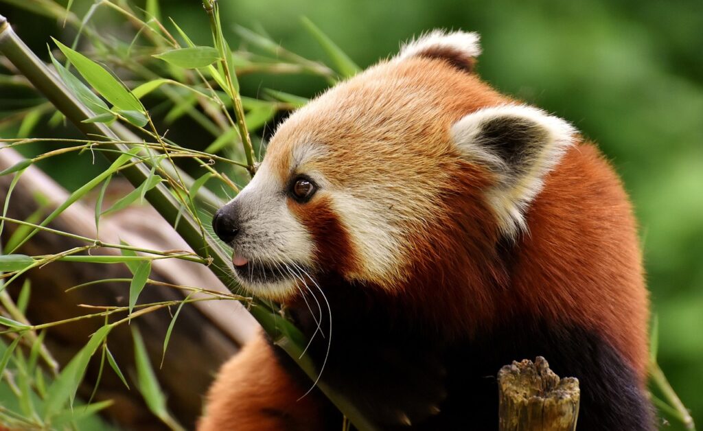 Maintenance Challenges in Outdoor Zoo Environments 