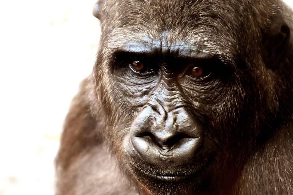 Veterinary Facilities and Animal Care Infrastructure in Zoos 