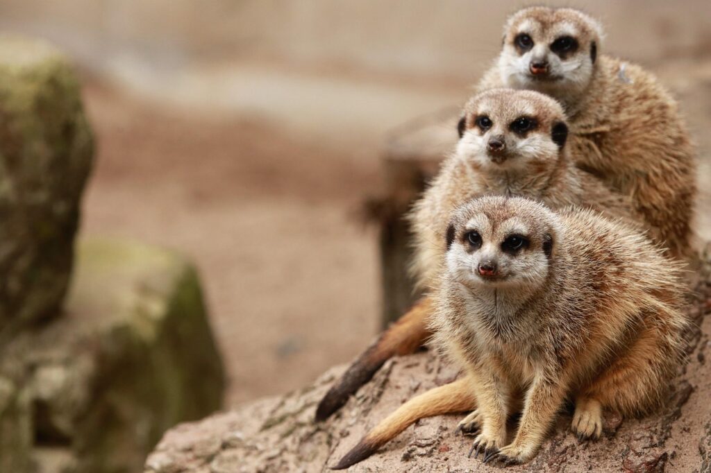 Veterinary Facilities and Animal Care Infrastructure in Zoos 