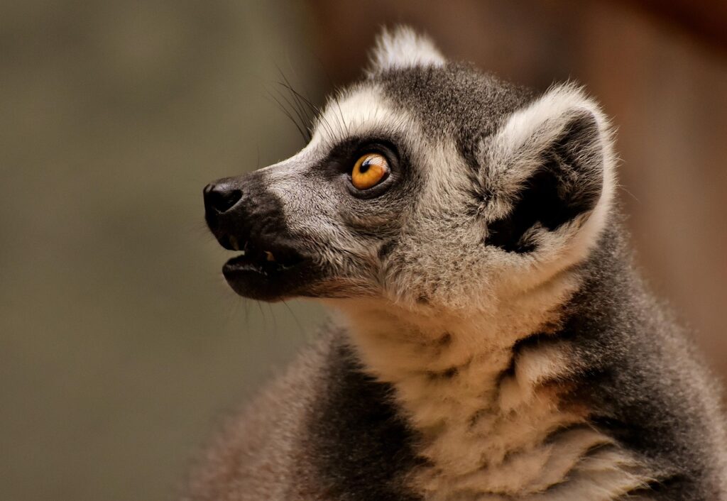 Veterinary Facilities and Animal Care Infrastructure in Zoos 