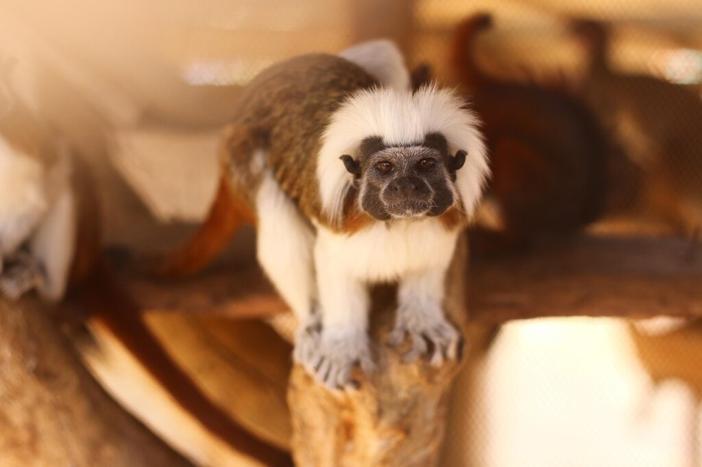 Veterinary Facilities and Animal Care Infrastructure in Zoos 