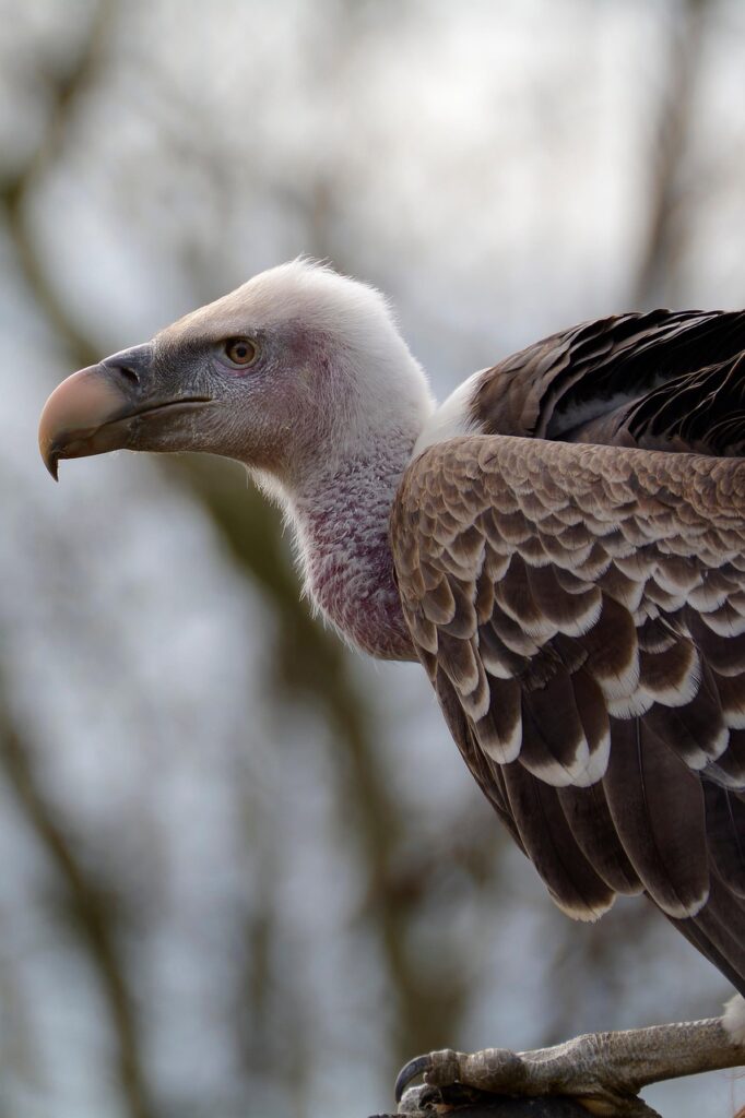 Waste Management Systems for Zoos and Wildlife Parks 