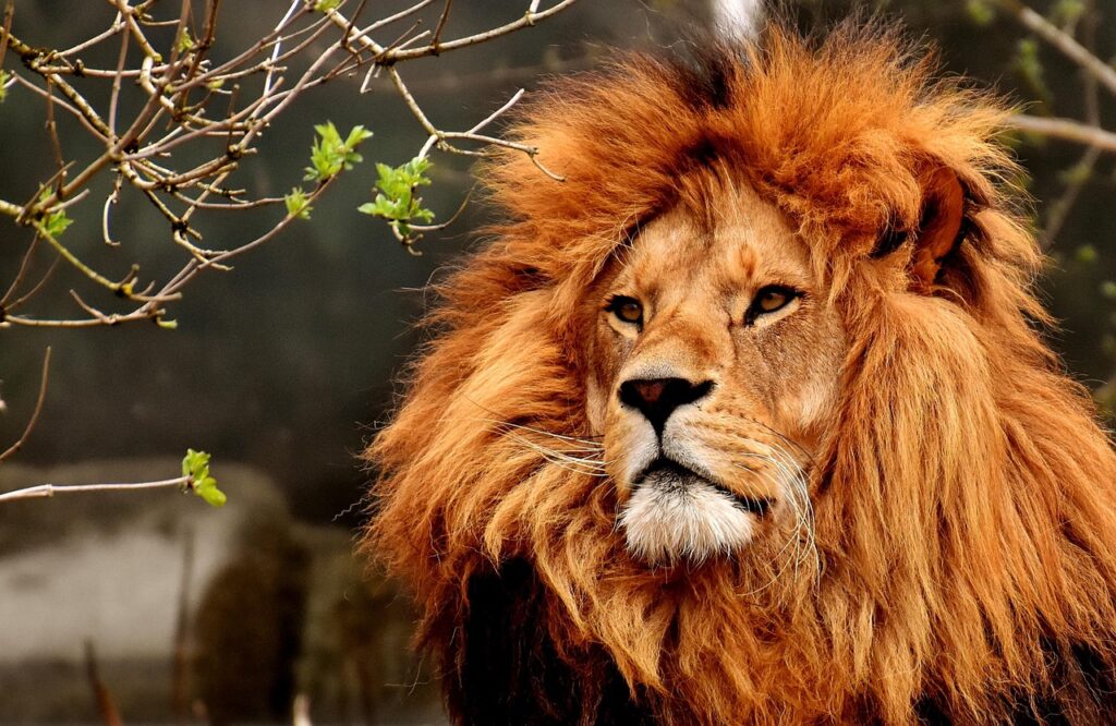 Waste Management Systems for Zoos and Wildlife Parks 