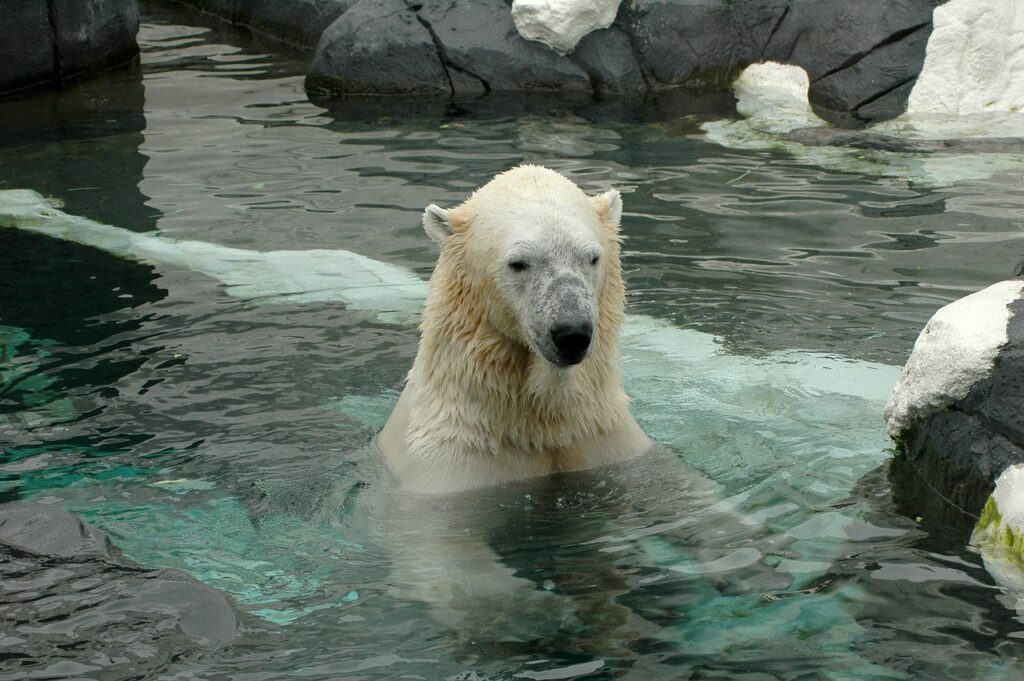 Zoo Habitat Water Filtration and Aquatic Systems 