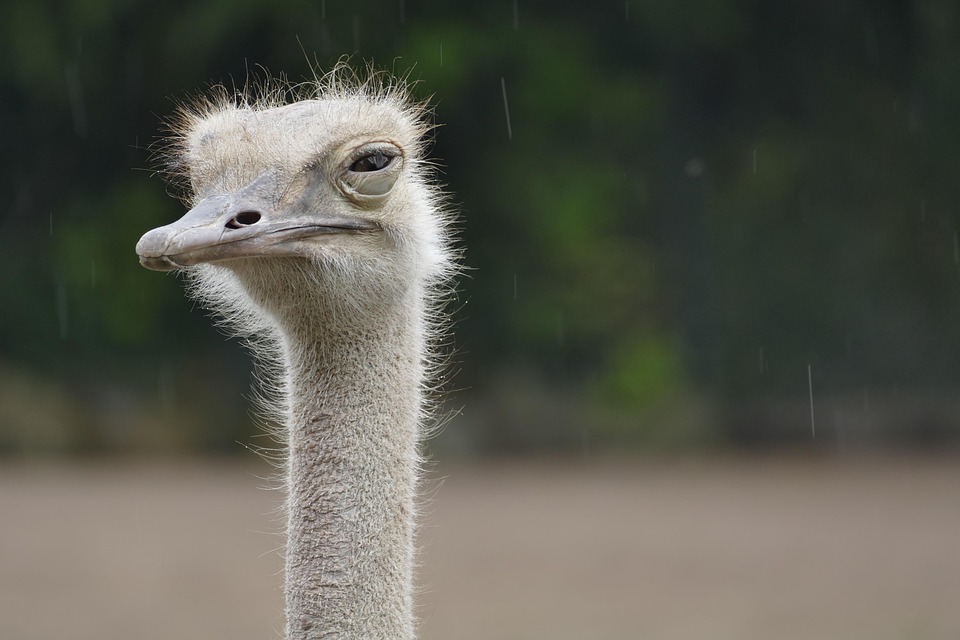 Zoo Security Systems and Visitor Safety Management 