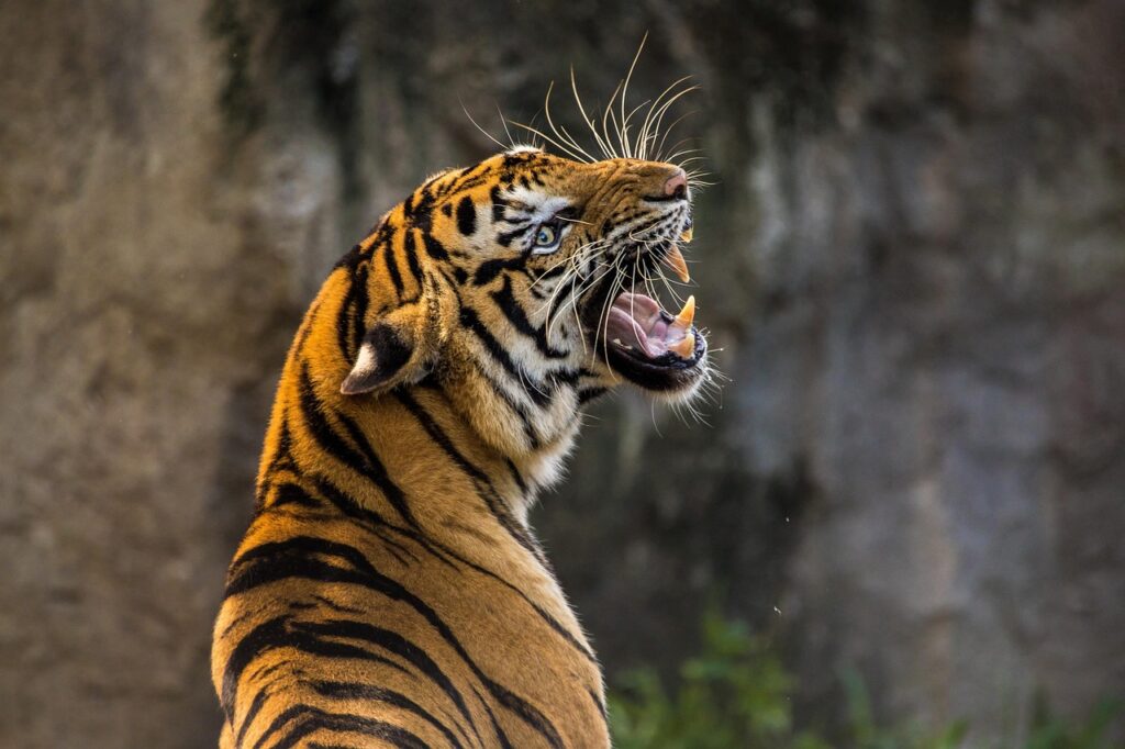 Zoo Security Systems and Visitor Safety Management