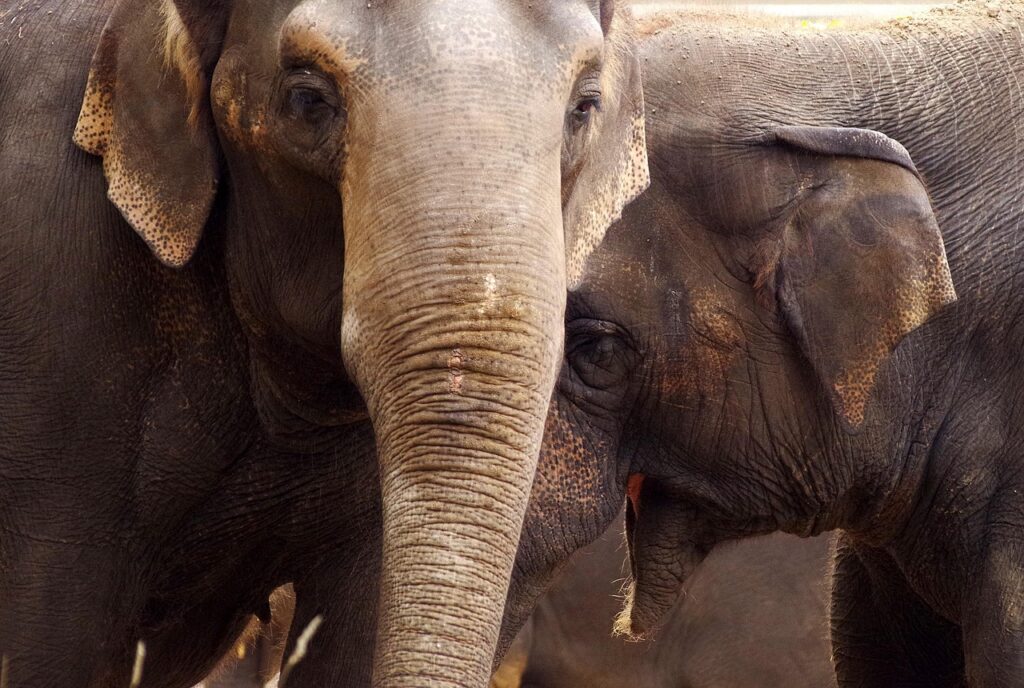 Zoo Security Systems and Visitor Safety Management 