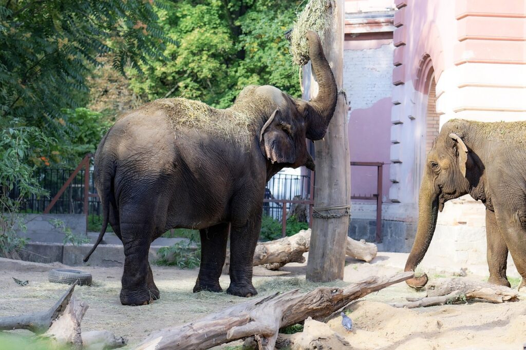 Future Trends in Zoo Facilities Management and Design 