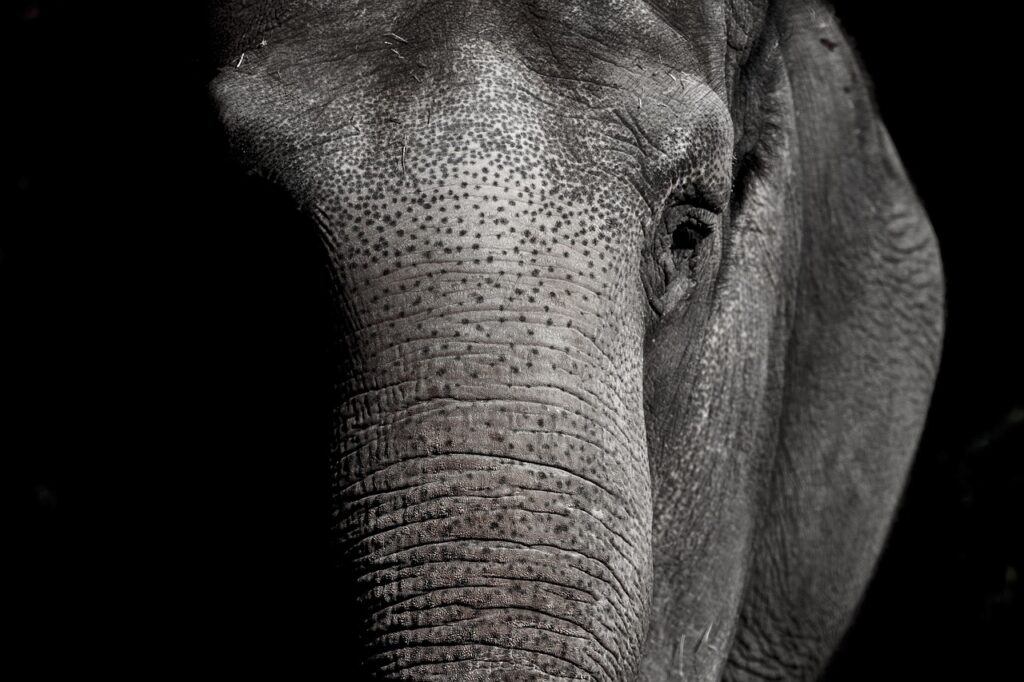 Lighting Systems For Zoo Exhibits And Nighttime Animal Care