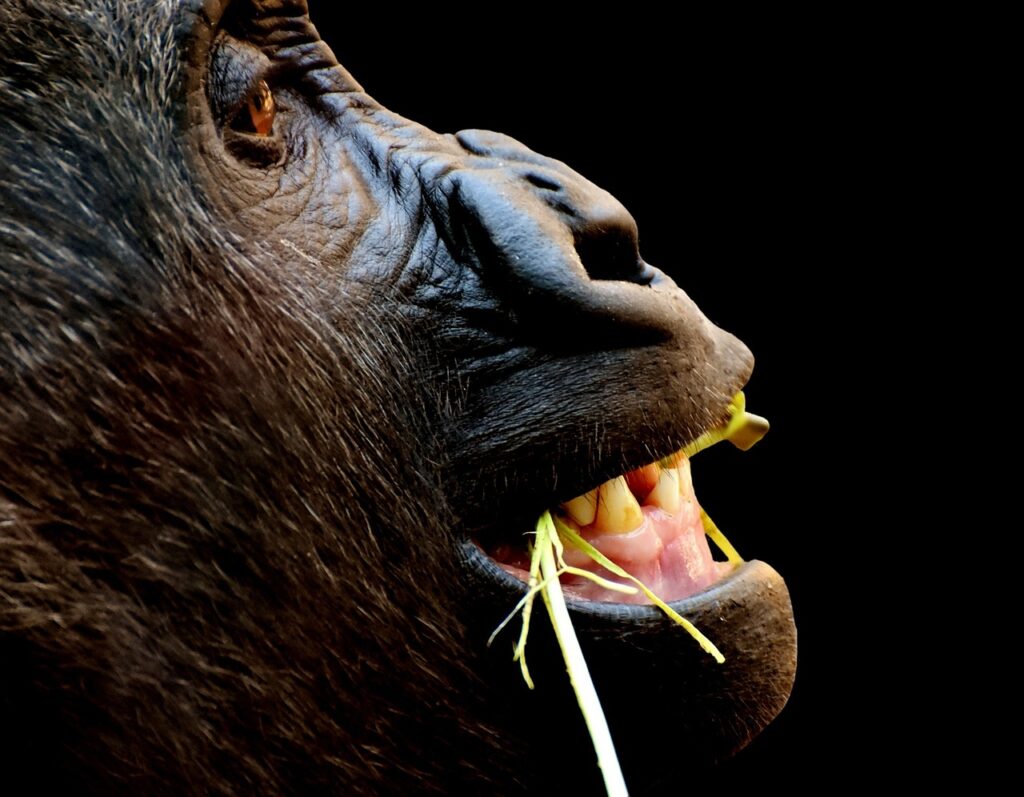 Lighting Systems For Zoo Exhibits And Nighttime Animal Care