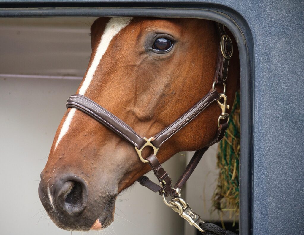 Managing Animal Transport and Holding Facilities in Zoos 