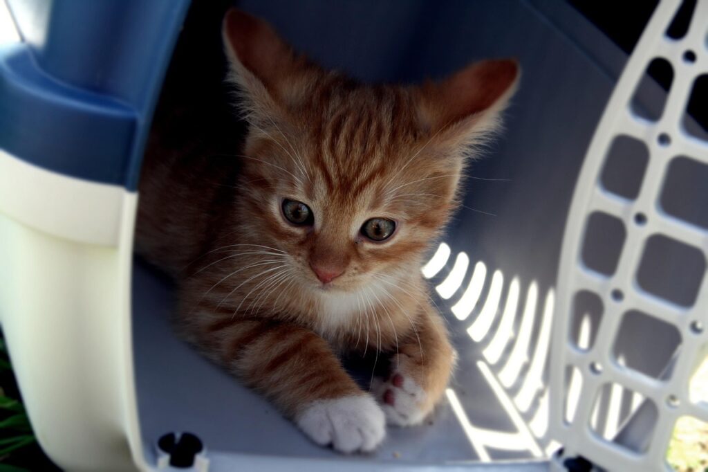 Managing Animal Transport and Holding Facilities in Zoos 