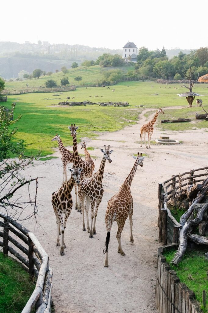 Zoo Pathways, Viewing Areas, and Visitor Flow Design 