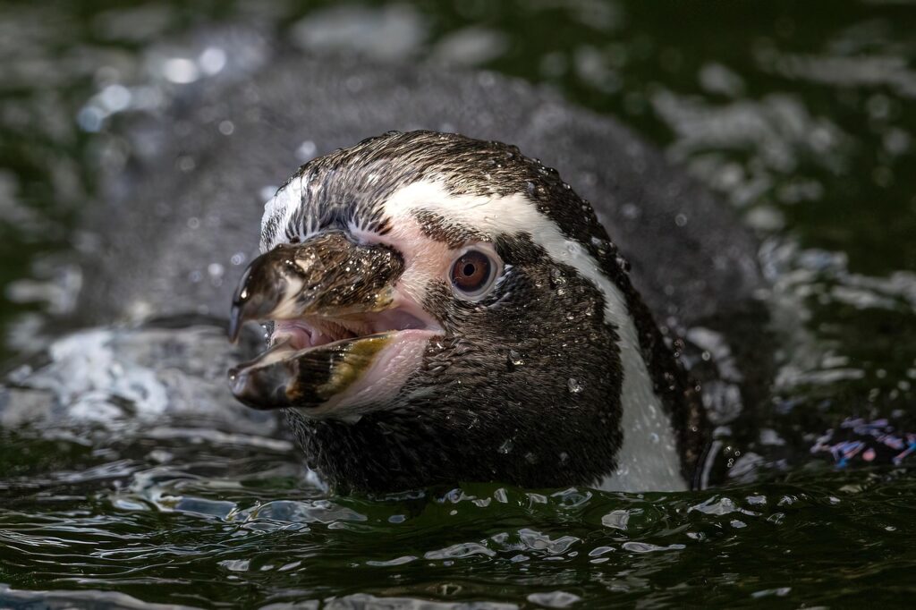 Zoo Wastewater and Sanitation Systems 