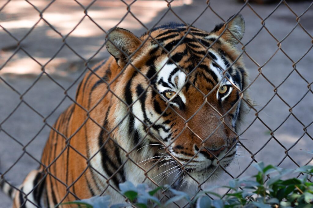 Zoo emergency response systems 