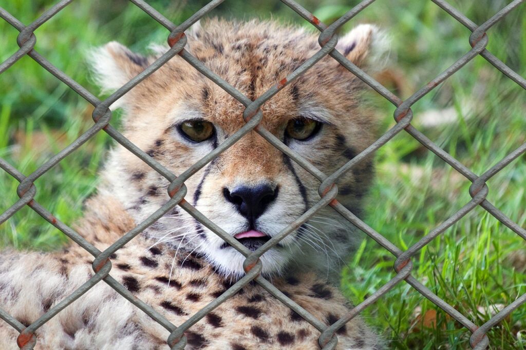 Zoo emergency response systems