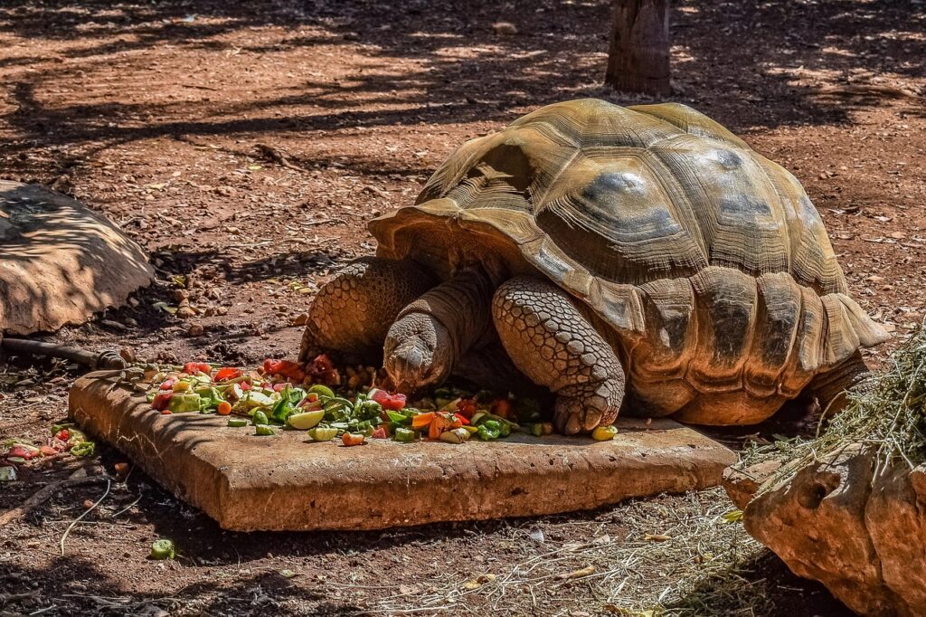 zoo food storage 